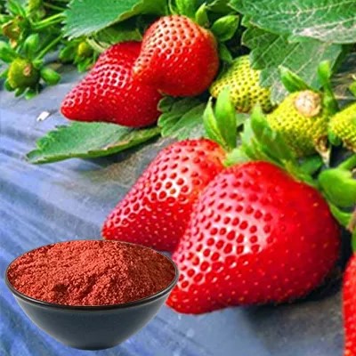 Les avantages pour la santé de la poudre de fraise