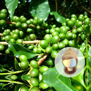 Extrait de grain de café vert 