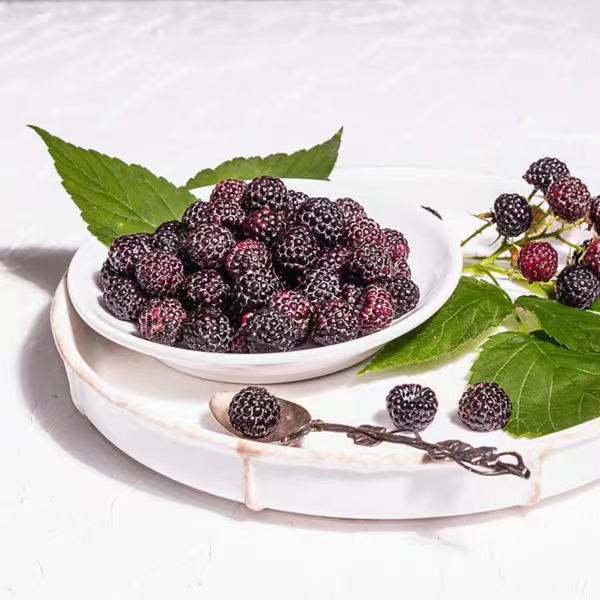 Poudre d'extrait de framboise noire