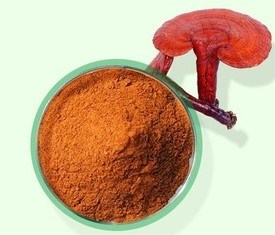 Quel est l'extrait de champignon Reishi?