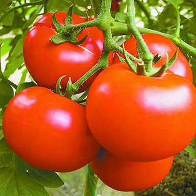 Qu'est-ce que la poudre de tomate utilisée?