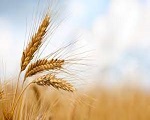 Manger les avantages de la protéine de blé